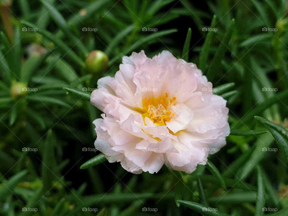 the Portulaca Grandiflora