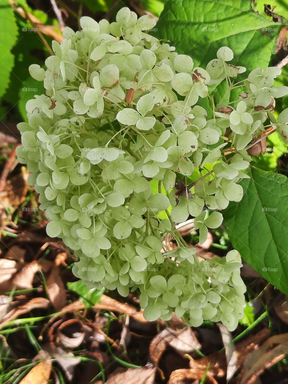 lime coloured flowers  of tree hydrangea Anabelle