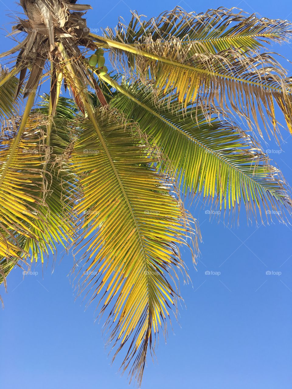 A palm tree at Baby Beach in Aruba.