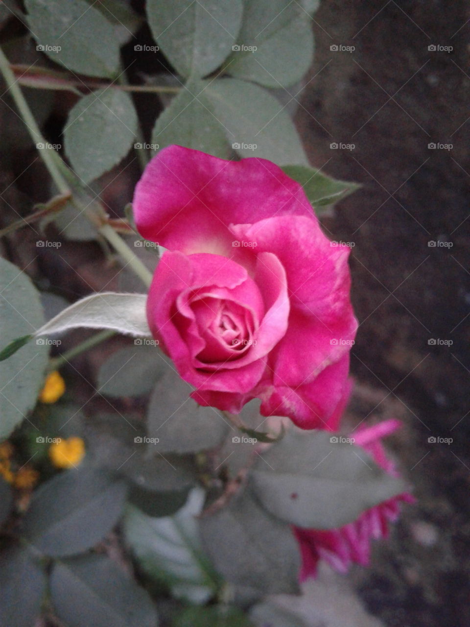 the flower wide angle lens pic in beautiful rose