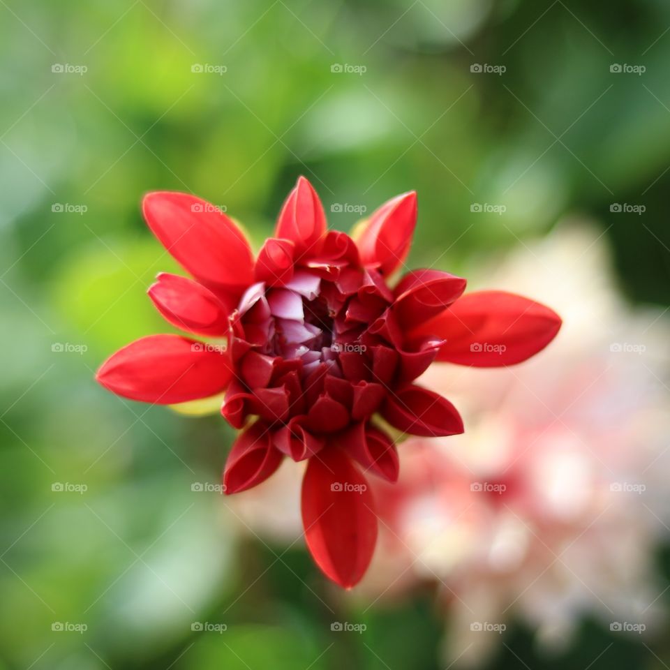 A beautiful red flower