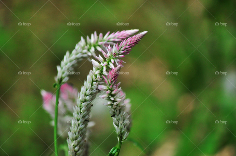 amaranth flower