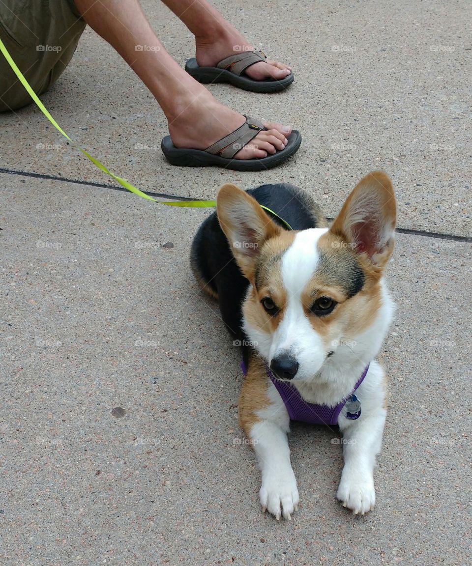 Cute Puppy With Feet of Owner