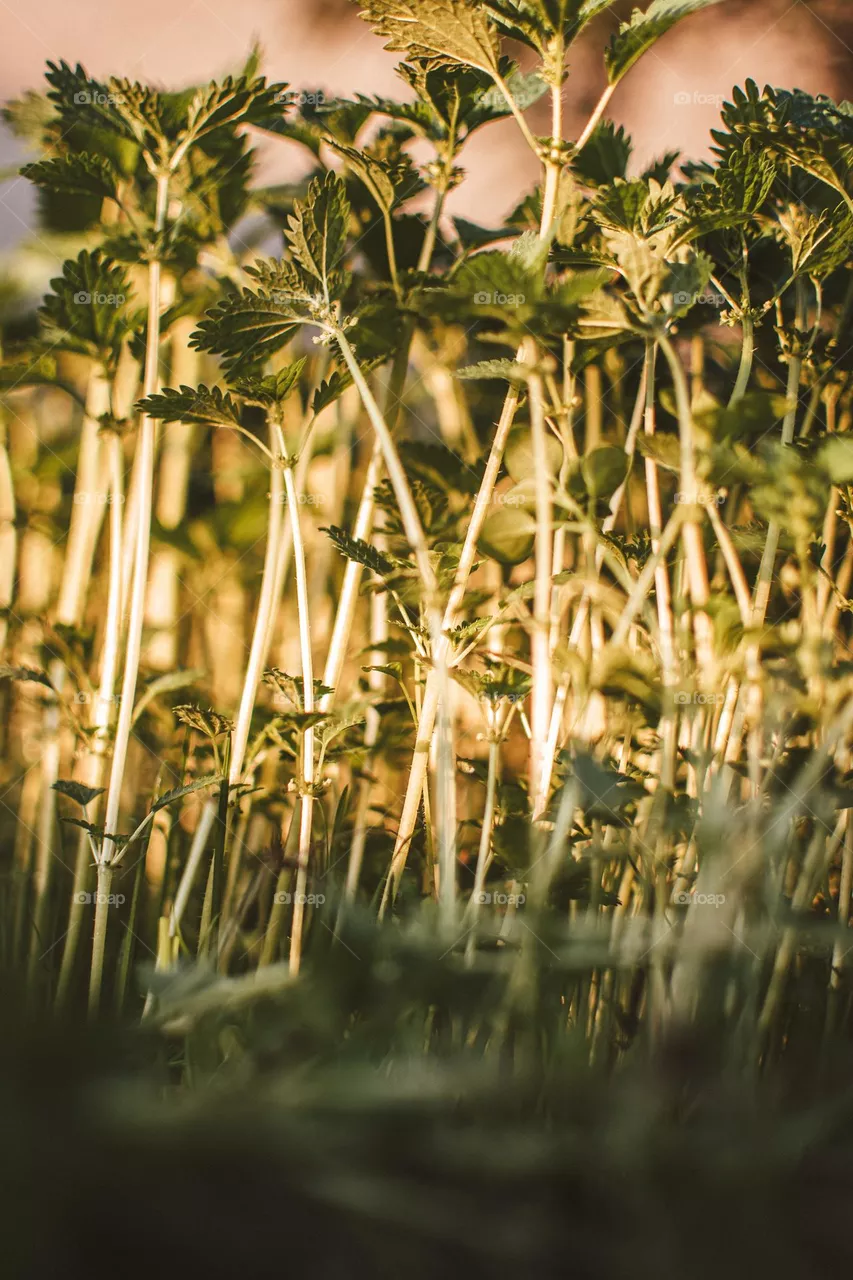 Grass
