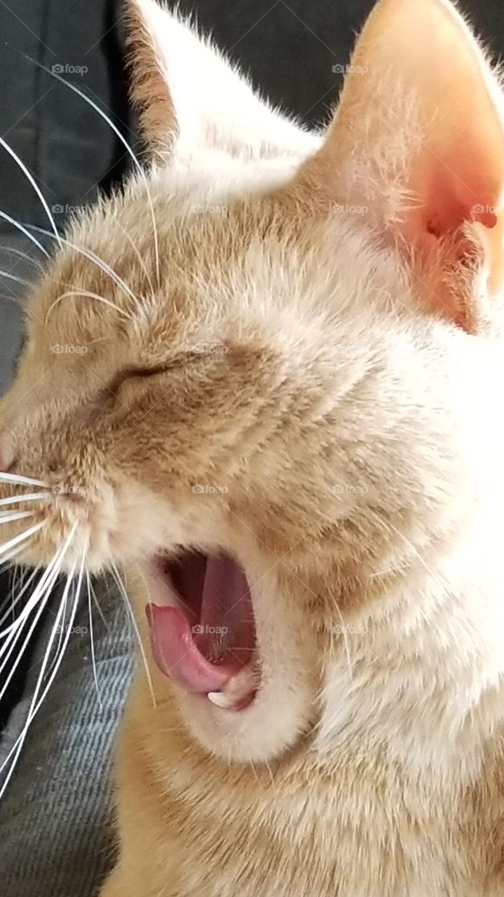 cat yawning