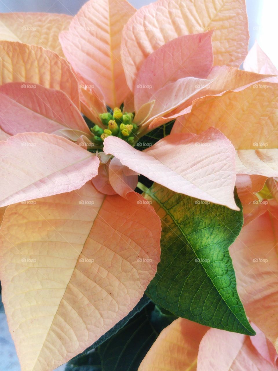 Beautiful indoor plants