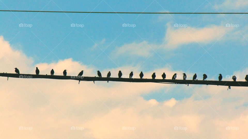 Birds hanging out on a line on a cloudy day.