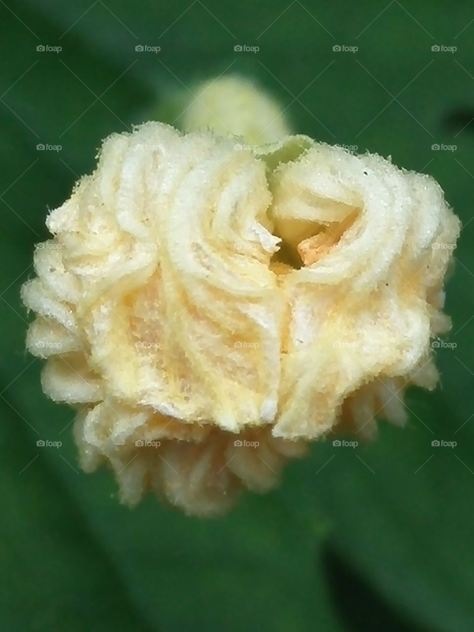 Fading gourd flower