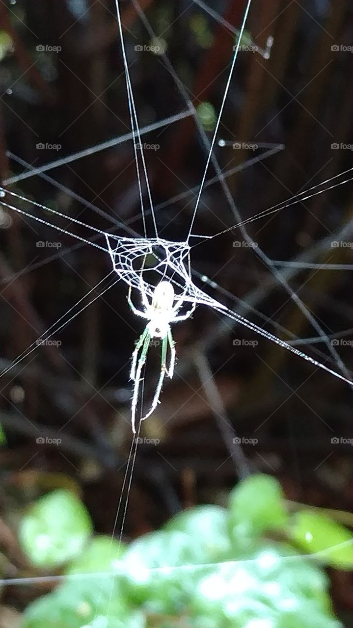 spider