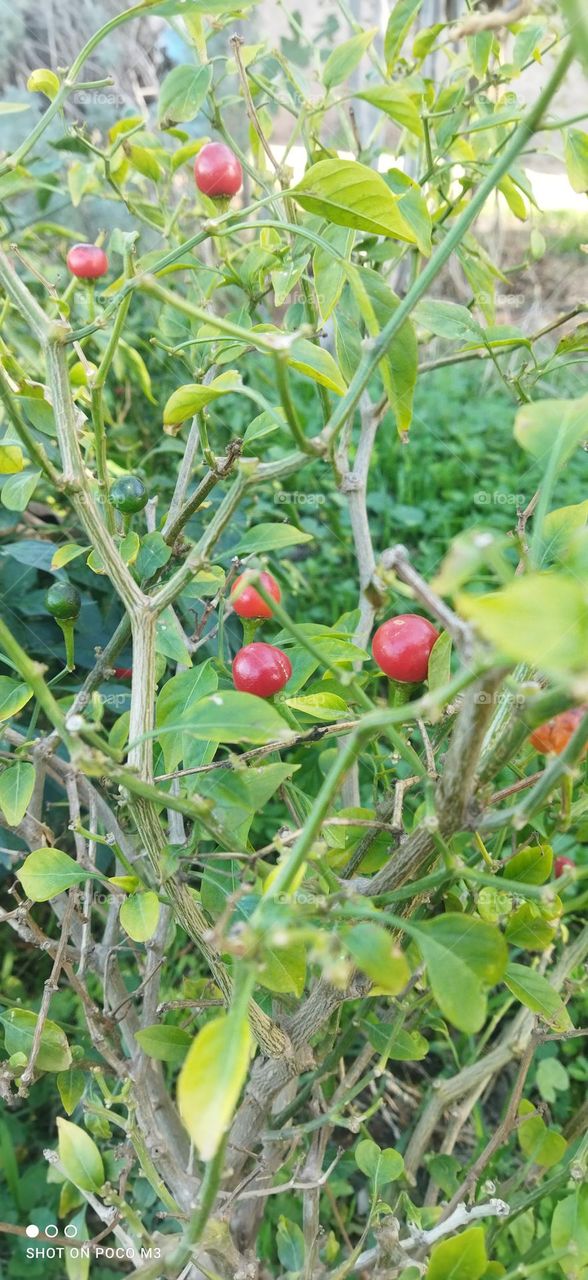 red peppers in the garden.