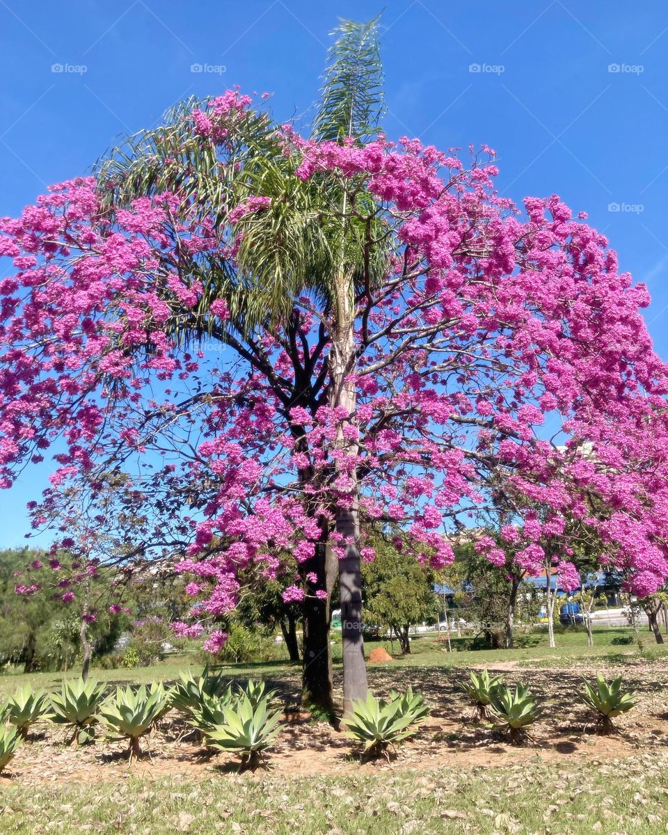 E esses ipês tão bonitos? Que época bacana. 
Fotografar desestressa…
📸
#FOTOGRAFIAéNOSSOhobby
#sky #céu #natureza #horizonte #fotografia #paisagem #landscapes #inspiração #mobgrafia #XôStress #flowers #flores #flor