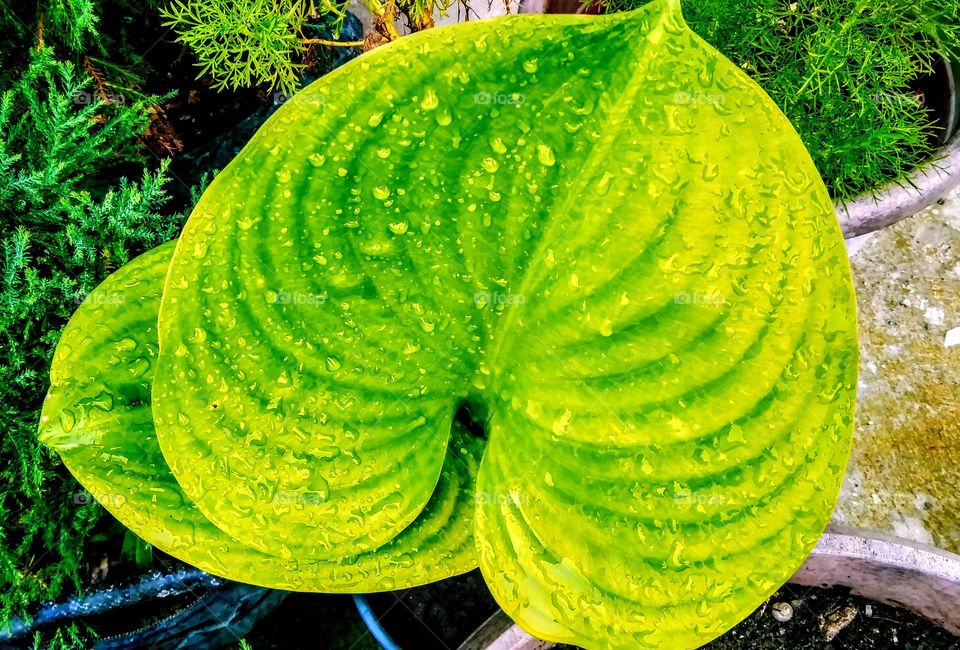 My fresh Green heart Leaf.