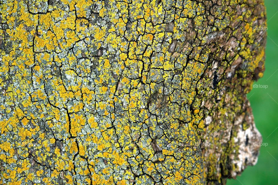 Lichen on tree trunk
