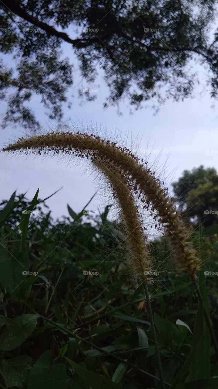grass