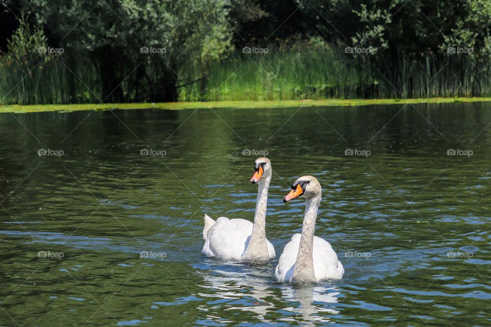 The white swan at the "Skadar" lake - contryside of a state of The Montenegro