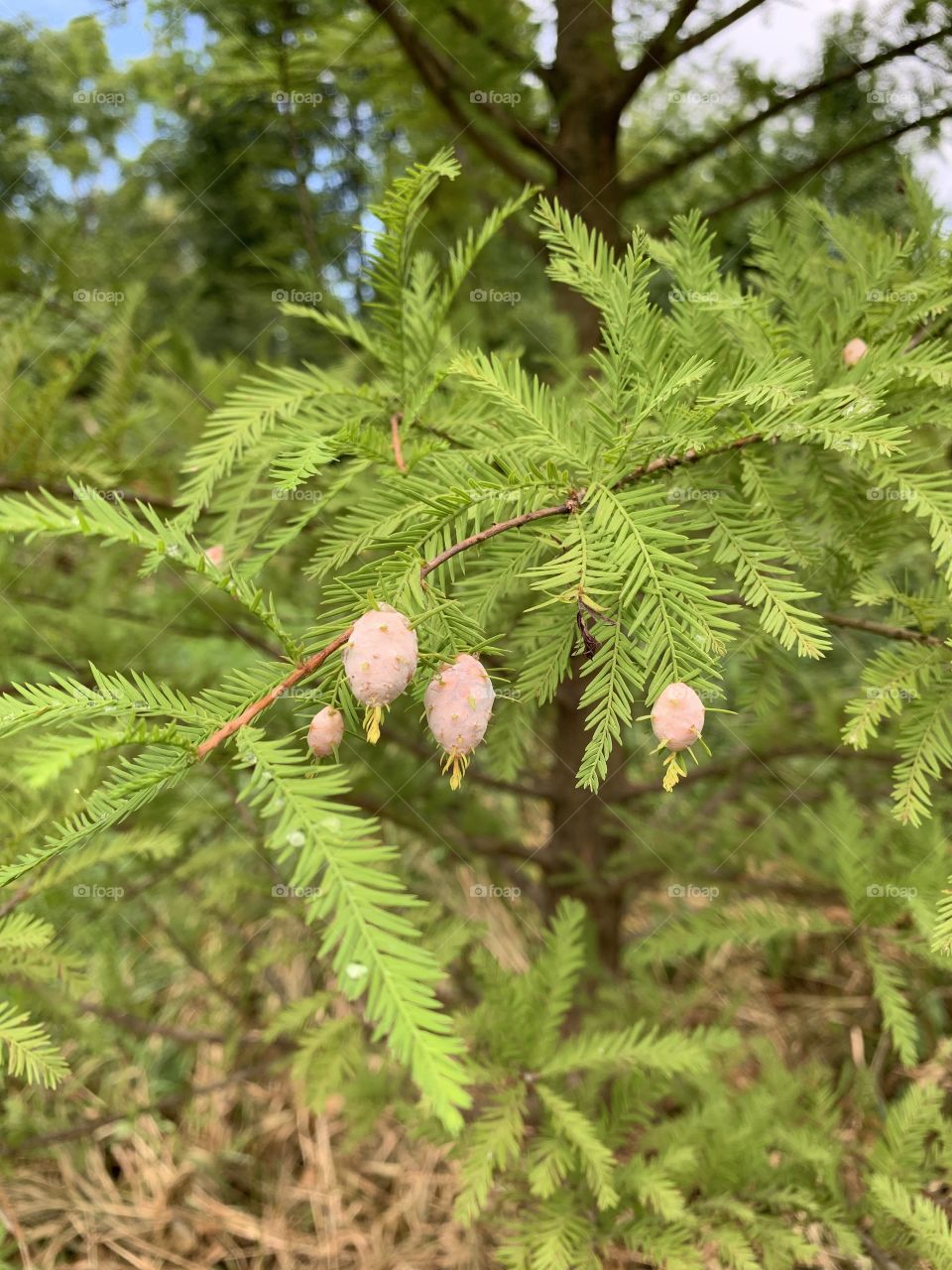 The beauty of the cycle of life, as seeds present themselves. 