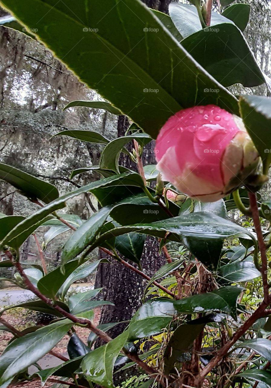 foap mission first signs of spring pink Camellia bud damp from early spring rain