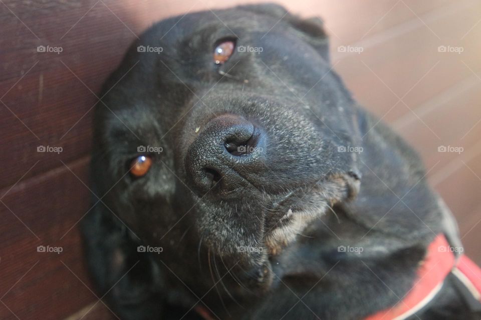 Dog smiling at the camera 