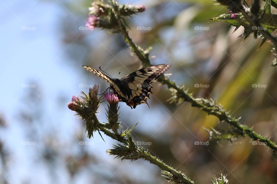 Swallowtail