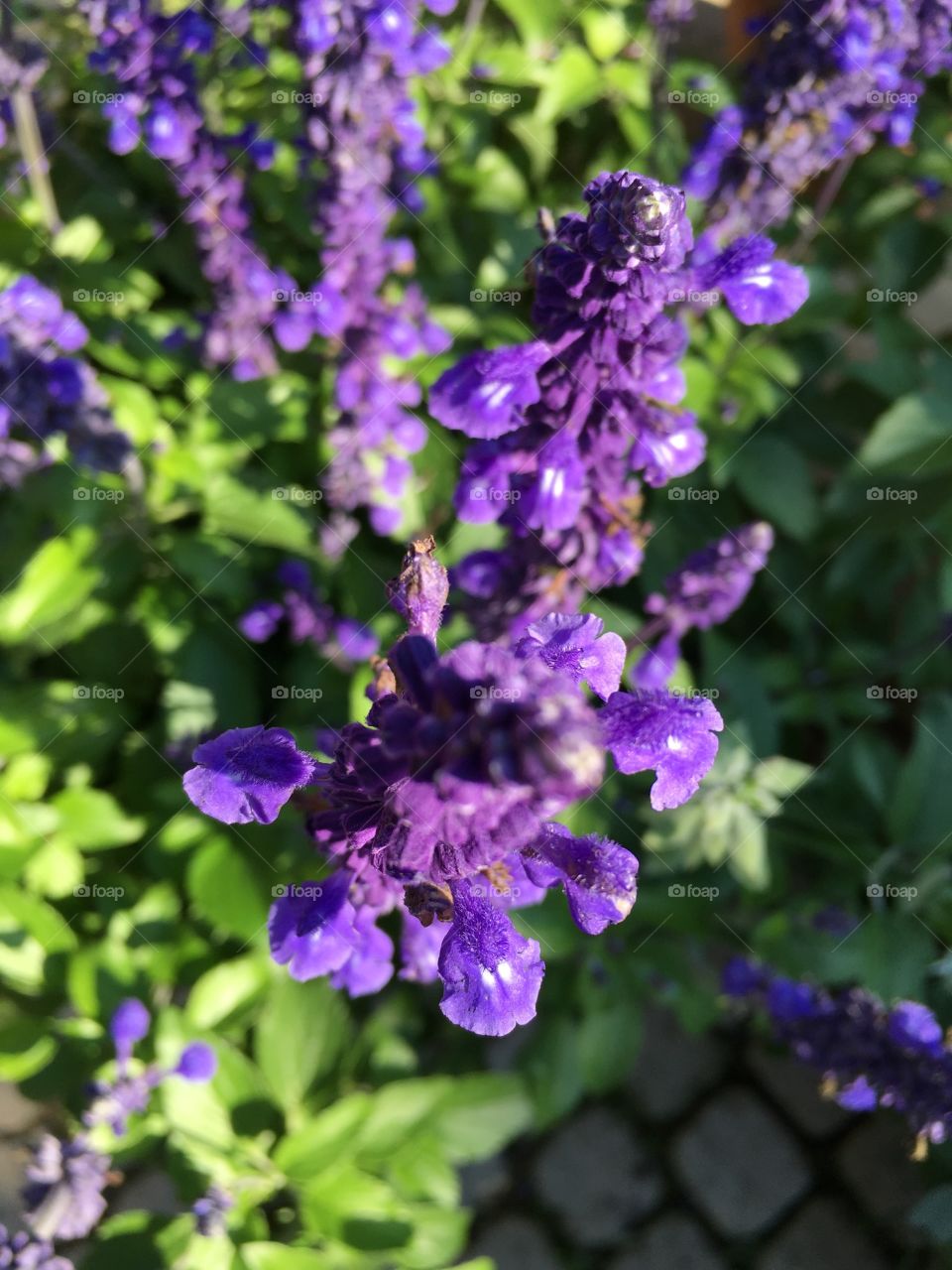 Flowers purple 