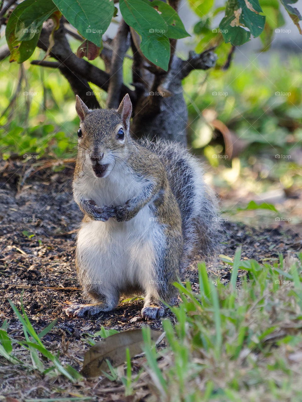 Eastern Gray Squirrel standing on two rear paws on the ground. It's mouth in stuffed with an acorn. Front paws held up to it's chest.