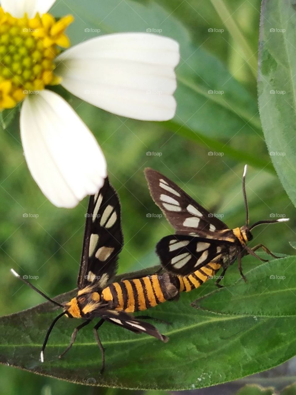 Butterflys in love.