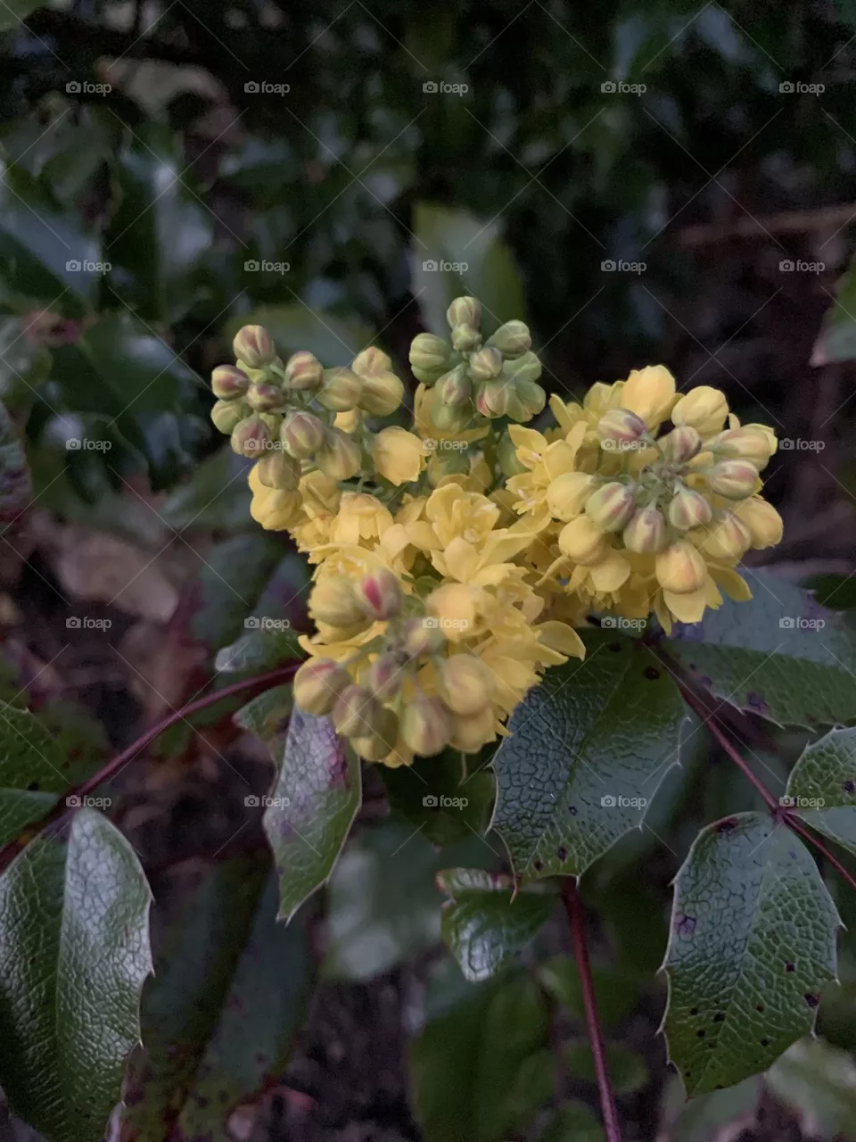 Yellow flower