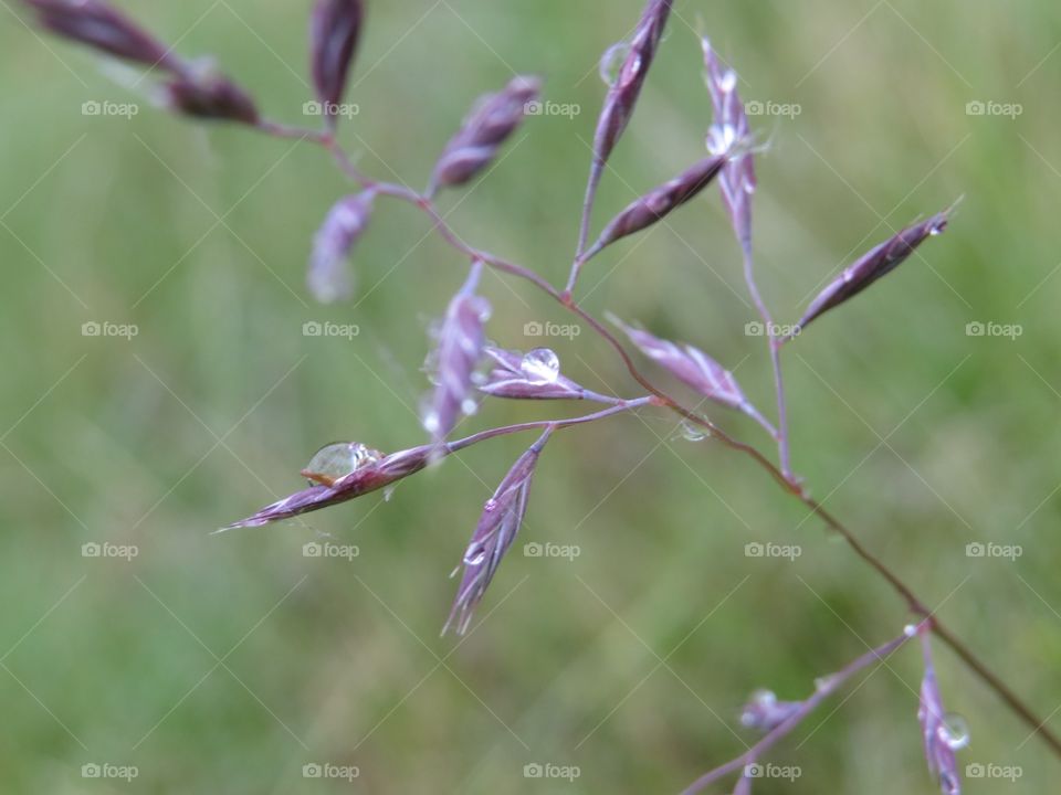 Purple plant with rain drops