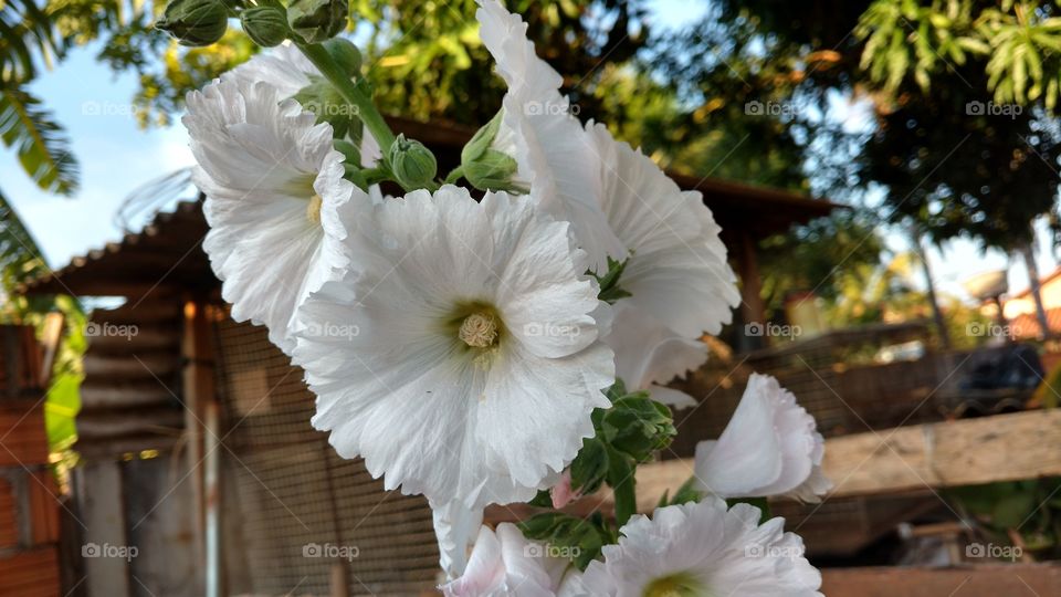 Estas flores brancas e também elas nas cores rosa, têm uma beleza extraordinariamente bonitas.