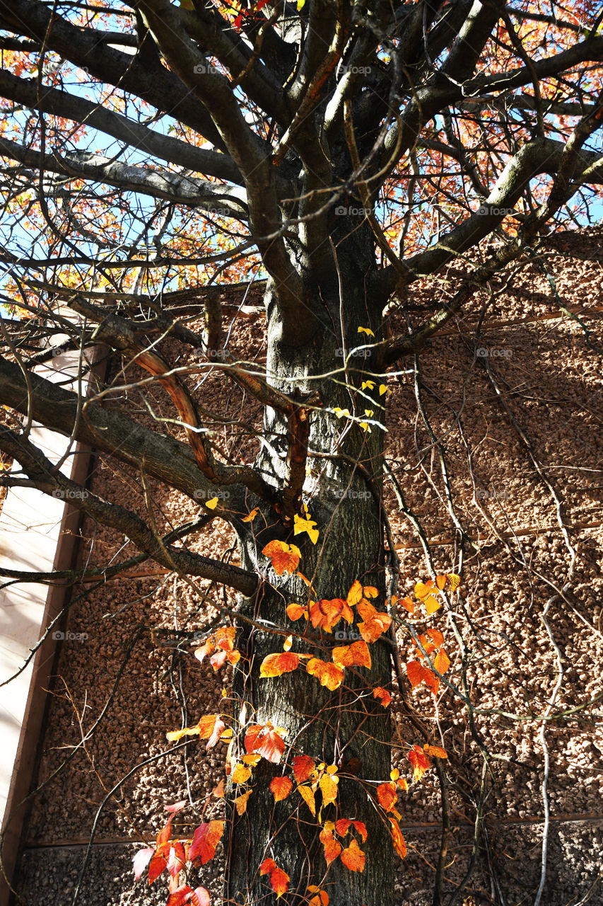 A tree and its many branches and roots grow wild into the concrete body of a highway sound barrier.