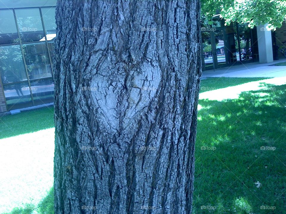 This tree lost a branch and revealed a heart. Whether or not it’s broken depends on your point of view.