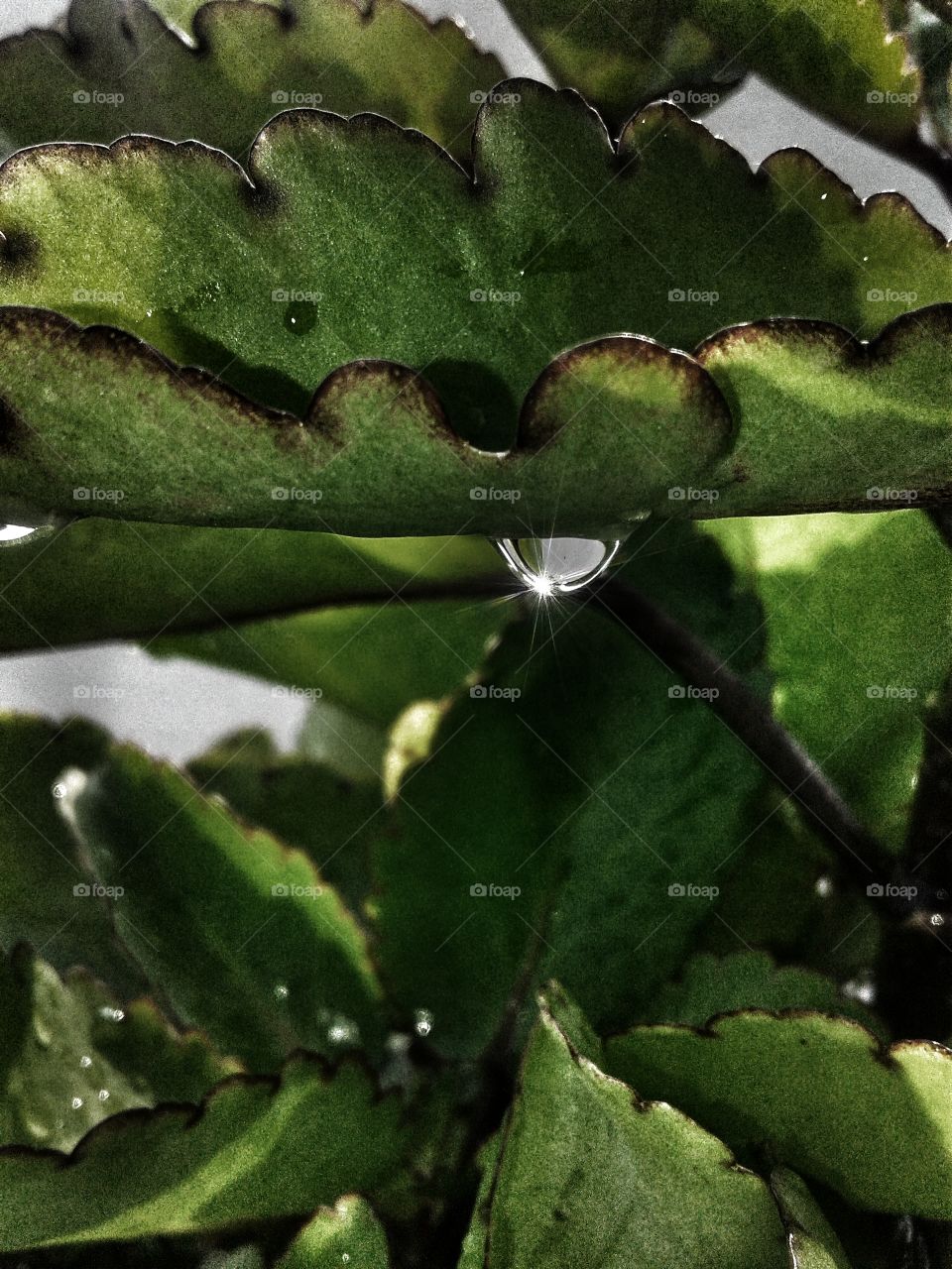 water drop