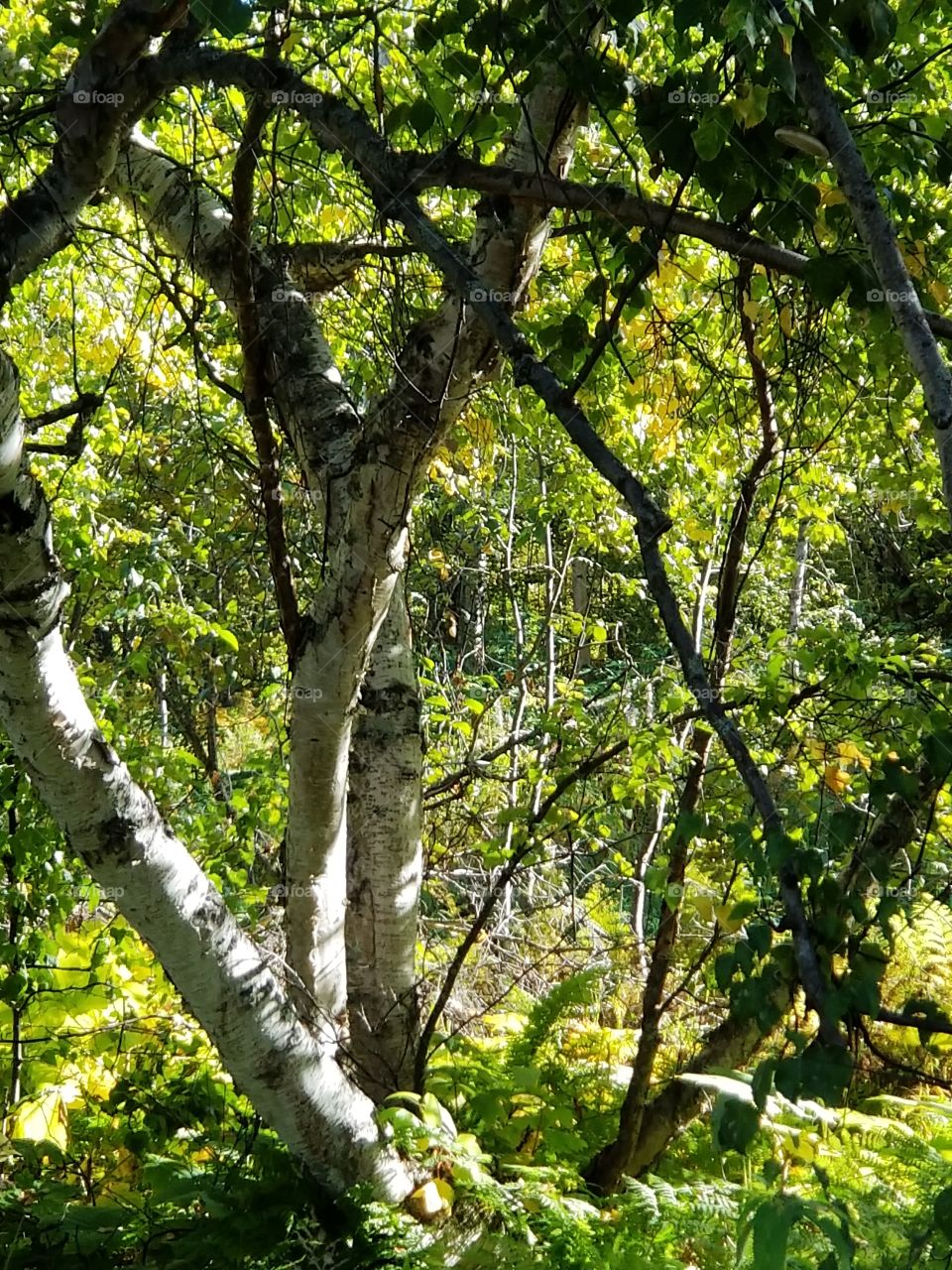 Birch trees in the forest