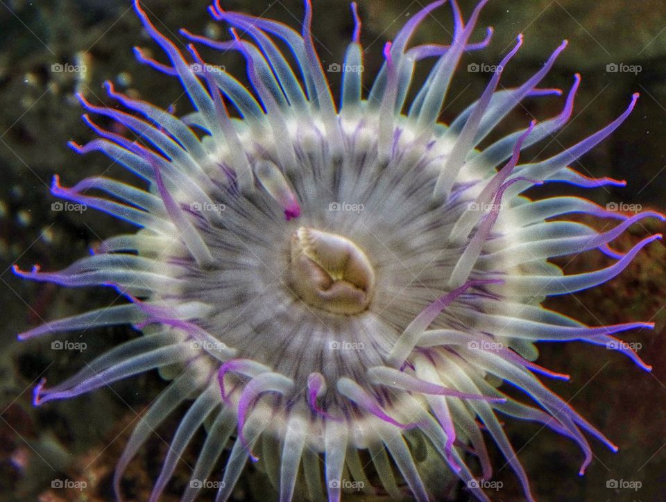 Surreal Sea Anemone