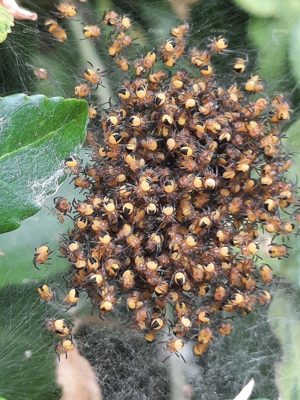 hatching of small arachnids