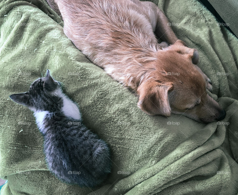 The view from up above my lap where a kitten and a dog lay resting