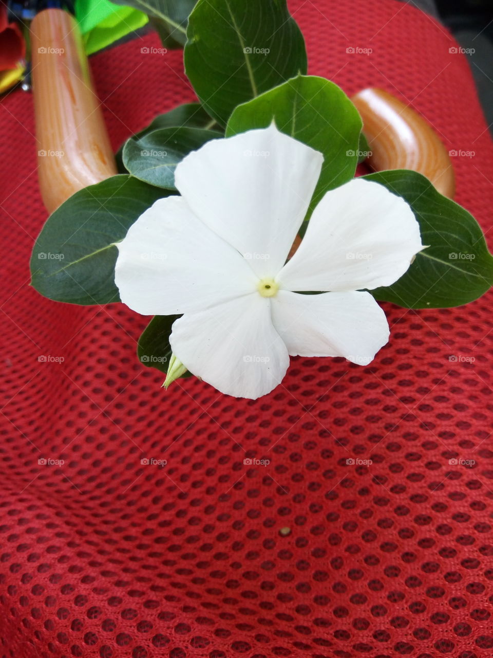 white petals periwinkle