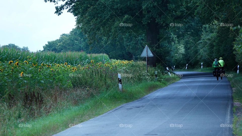 sunflowers on the side of the road