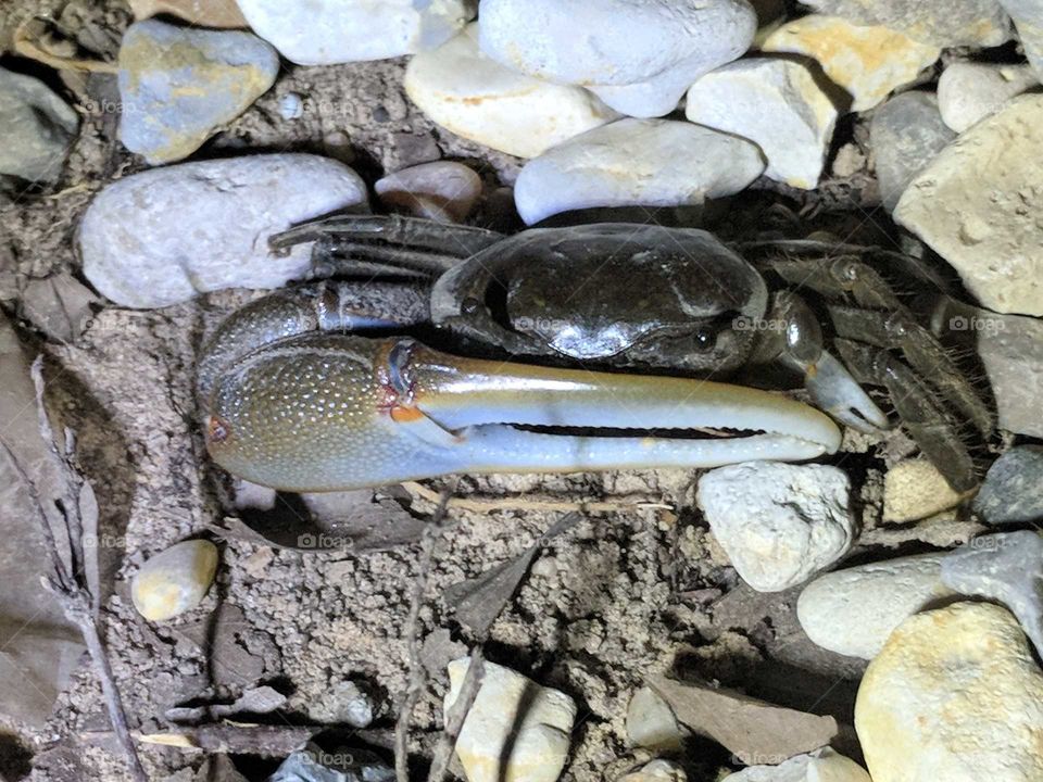Fiddler Crab
