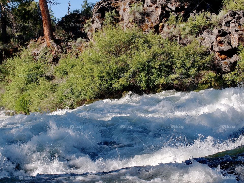 The whitewater rapids of Dillon Falls rush through a canyon lined with ponderosa pine trees and bushes on the Deschutes River on a sunny summer morning.