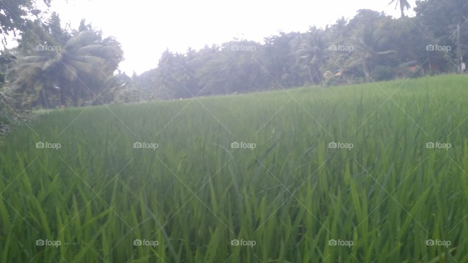 paddy field in Sri Lanka
