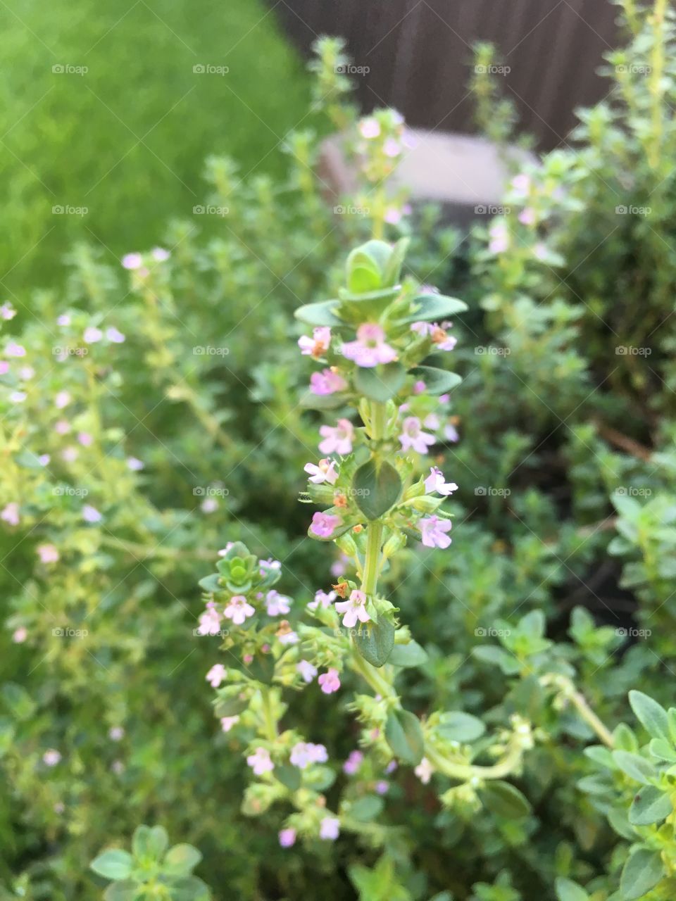 Blooming Thyme
