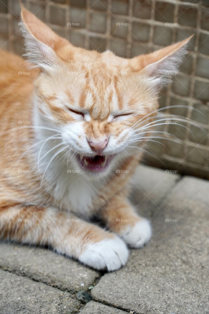 Scrungey orange cat