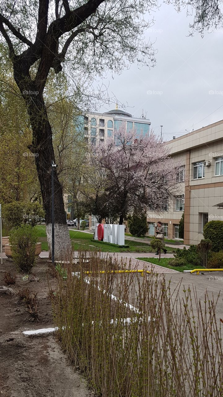 i love IRM in spring with apricot tree