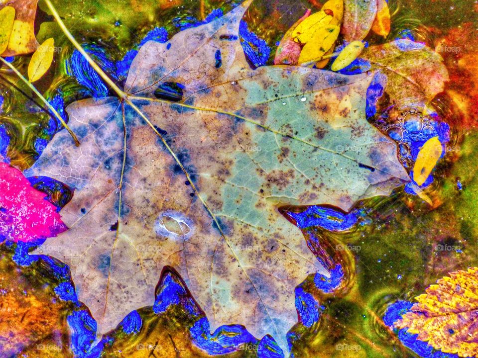 Beautiful fall leaf in Indiana 