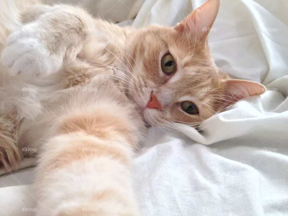 pet