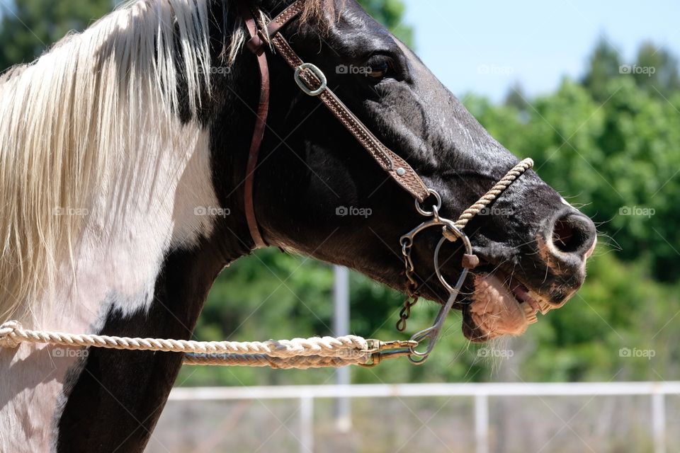 Horse, take this thing out of my mouth