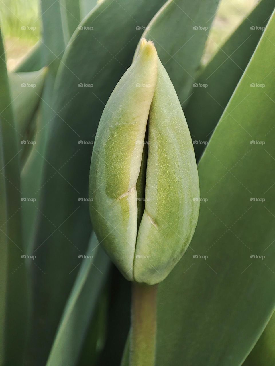 Macro photo of a flower growing in the garden