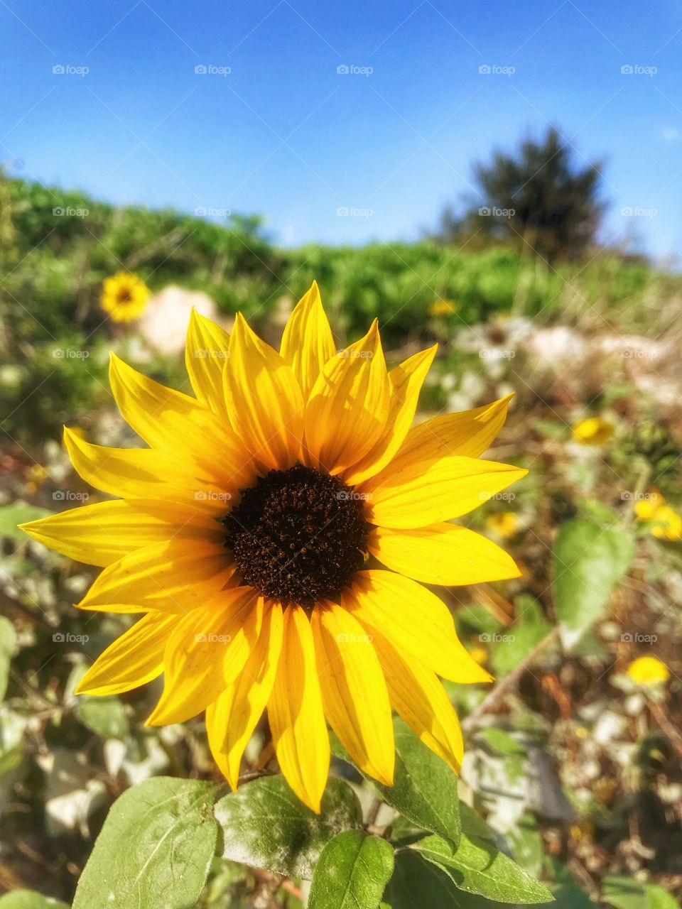 Yellow and beautiful.