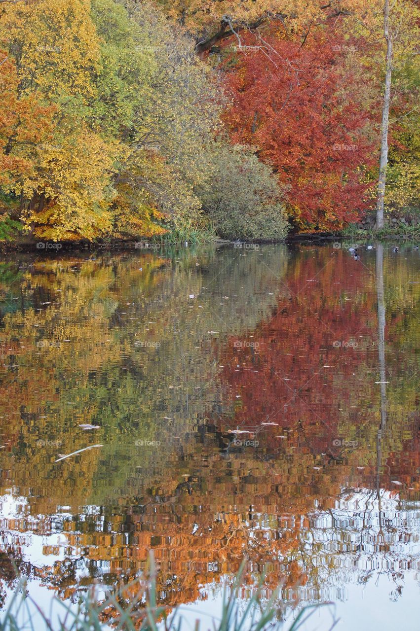 Autumn trees reflection in lake